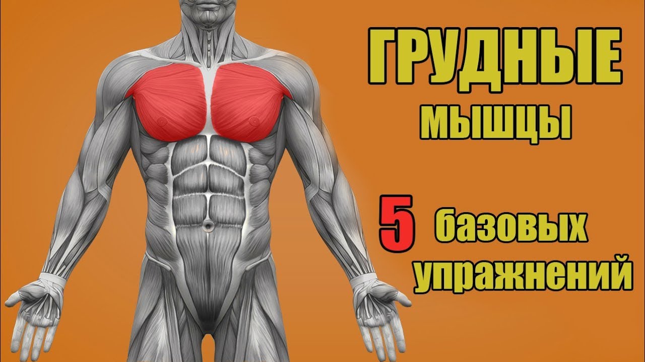 Упражнения для большой грудной мышцы