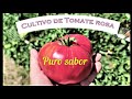 Cultivo de Tomate rosa.