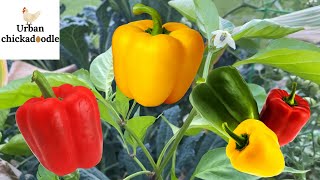 How to grow pepper plants from store-bought peppers ￼