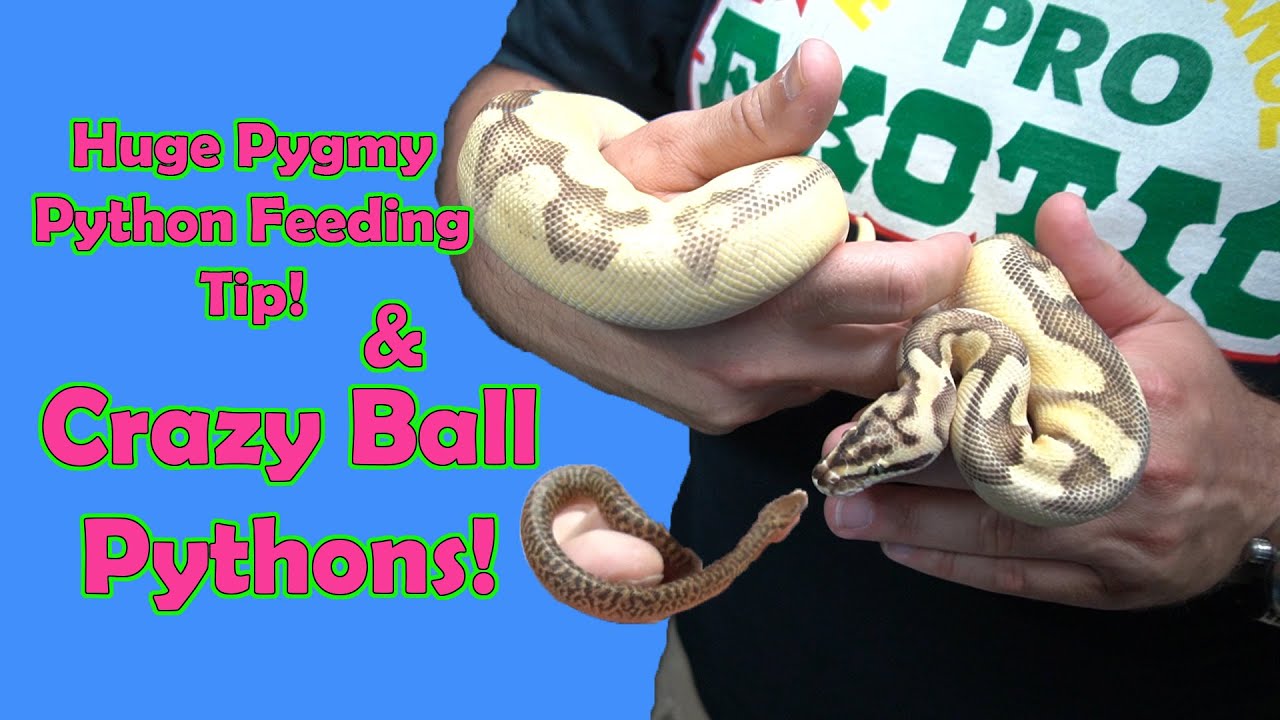 Huge Pygmy Python Feeding Tip! And Some Crazy Male Ball Pythons! - YouTube