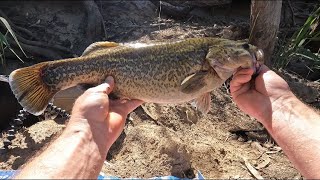 Fishing for Murray cod best bait chicken or cheese?
