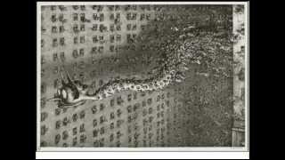 W7 The Citizen s Dilemma in Divisive Times 4 Voices Part 1