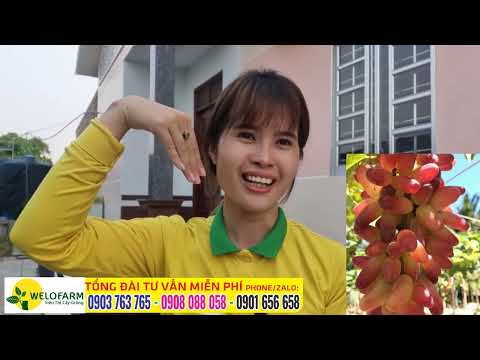 Video Nho GIỐNG - NHO ngón tay, trái chùm, dễ trồng, dễ chăm... - youtube