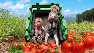 Two little monkeys harvest tomatoes together at the farm