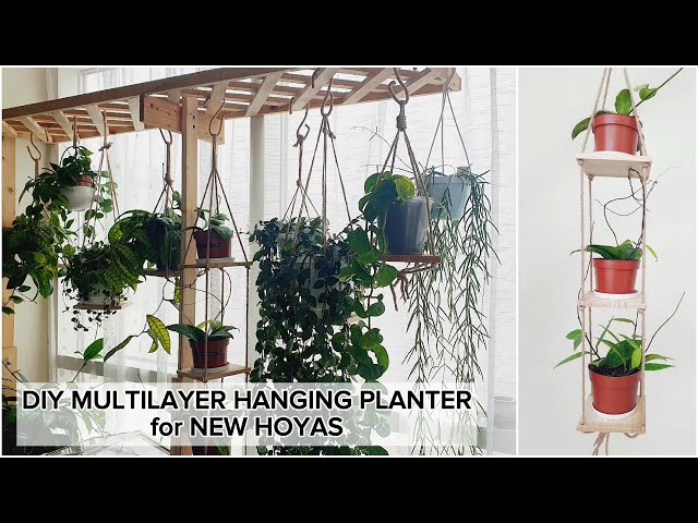 DIY Hoya Multilayer Hanging Planter | NEW HOYAS in my Garden - YouTube
