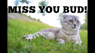 We say goodbye to my friend, my boy, my buddy Whiskas Scottish Fold, my smart beautiful cat.