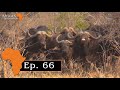 Buffalo Hunt with .450 Rigby, Ep. 66