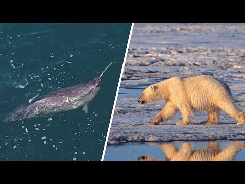 Polar bears and narwhals are dying as climate changes