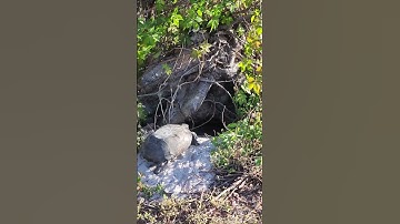 Gopher tortoise going home for the evening