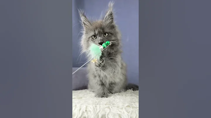 Video 11571721: silver maine coon kitten, maine coon female kitten, white maine coon kitten, maine coon kitten meets, blue maine coon kitten