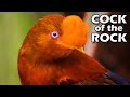 Cock of the Rock Facts: it&#39;s a BIRD 🪨 Animal Fact Files
