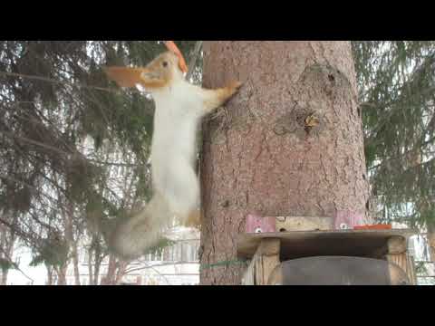 Видео: Белка узнала и бежит за морковкой - The squirrel recognized me and runs after the carrot