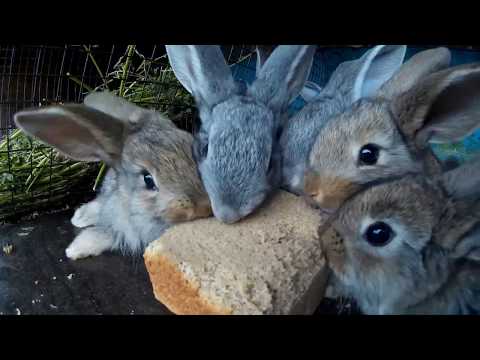 Можно ли кормить кроликов хлебом.