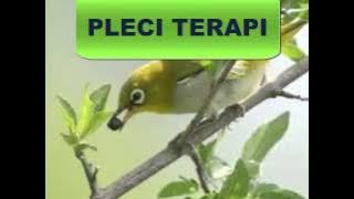 Special Audio Terapi Pleci Macet Bunyi