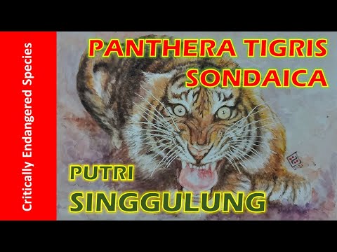 Video: Sumatran Barbus. Բովանդակության առանձնահատկությունները և պահանջները