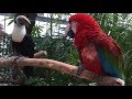 一触即発？！オオハシとオウム　An explosive situation!? Toucan and Parrot