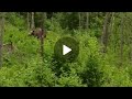 Встречи с лосями и не только... Когда надо вас нет, когда не надо, пожалуйста!!!