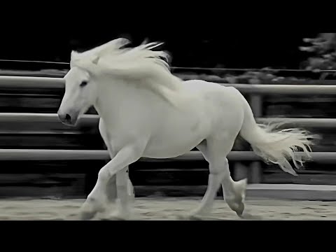 Нормандский Мустанг.