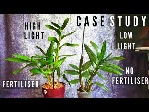 Dendrobium Orchid Culture Analysis | Care, Environment & 3 Year Result - Light, Fertiliser, Watering