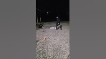 Teaching Sit and Stay. Distraction Training - Impulse control. Dogtraining