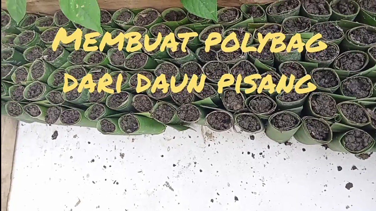 Cara Membuat Polybag dari Daun Pisang Mudah - YouTube
