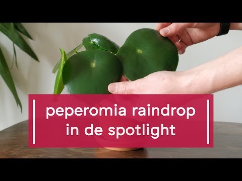 Video: Peperomia Verschrompeld