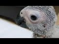 African Grey Parrot, Growth Week 5