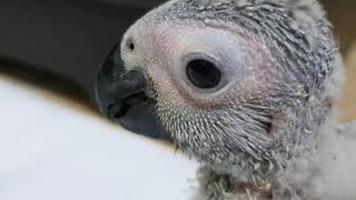 African Grey Parrot, Growth Week 5
