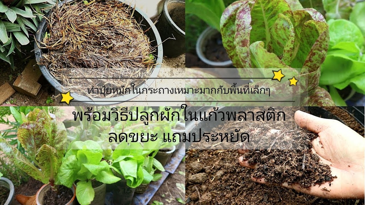 วิธีหมักปุ๋ยในกระถาง พร้อมวิธีปลูกผักในแก้ว[composting in pot and  plants in plastic glasses.]
