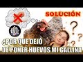 4 RAZONES  por la cual TU GALLINA NO pone HUEVOS + SOLUCIONES