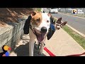 Rescue Dog Carries Senior Dog Best Friend On Walks | The Dodo + Clear The Shelters