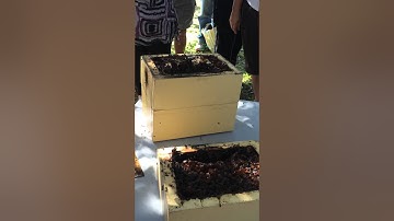 Native bee honey harvest