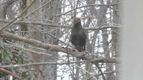 Starling mimics hawk