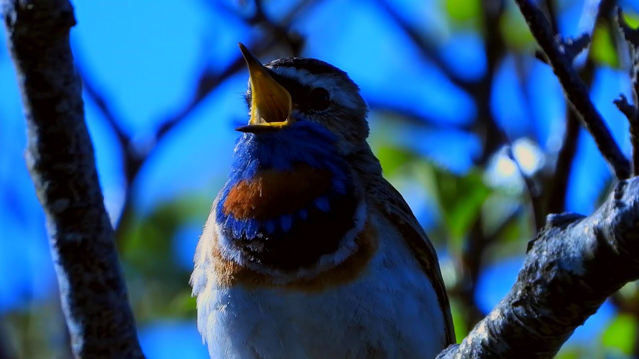Bluethroat,Blåstrupe,Варакушка,Gorgebleue à miroir,Blauwborst,Blaukehlchen,Podróżniczek,Singing bird
