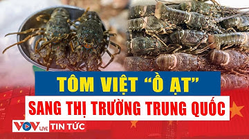 Xuất khẩu tôm Việt Nam sang Trung Quốc tăng trưởng ấn tượng