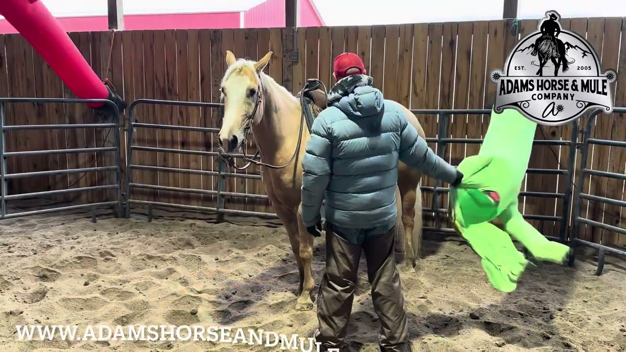 Wrens Blue Moon www.AdamsHorseAndMuleCo.com ☎️ 606-308-2461