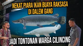 ORANG INI NEKAT PIARA IKAN BUAYA RAKSASA DI DALEM GANG!! JADI TONTONAN WARGA CILINCING!!