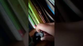 Spino Vs Carno Dino Flights