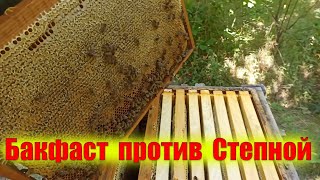Бакфаст против украинской степной пчелы в одинаковых условия на подсолнух