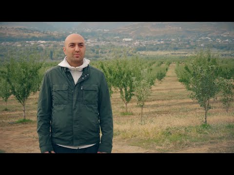 მიხეილ ნიკოლაიშვილი - ნუშის მრავალწლოვანი ბაღი