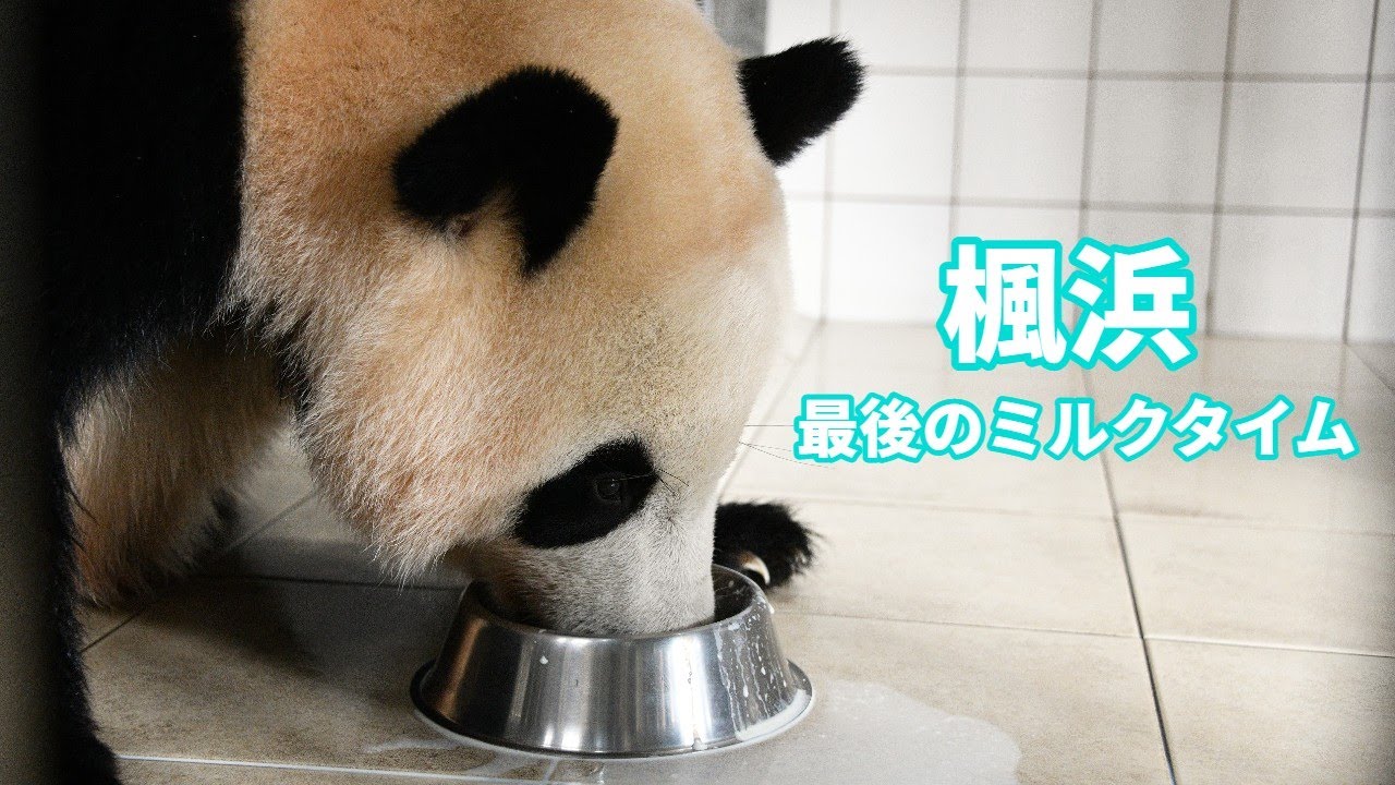 【ジャイアントパンダ（楓浜）】最後のミルクタイムの様子をお届け