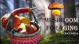 How to Forage Mushrooms Without Dying: BUTTER BOLETES