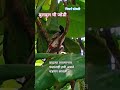 #bulbul✅#birdwatching #nature #summer season and birds✅
