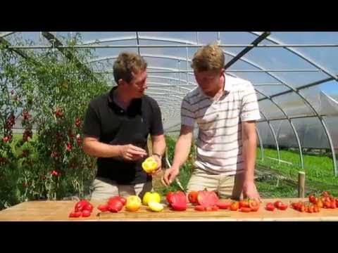 Vidéo: Quelles Graines De Tomates Sont Bonnes Pour La Sibérie