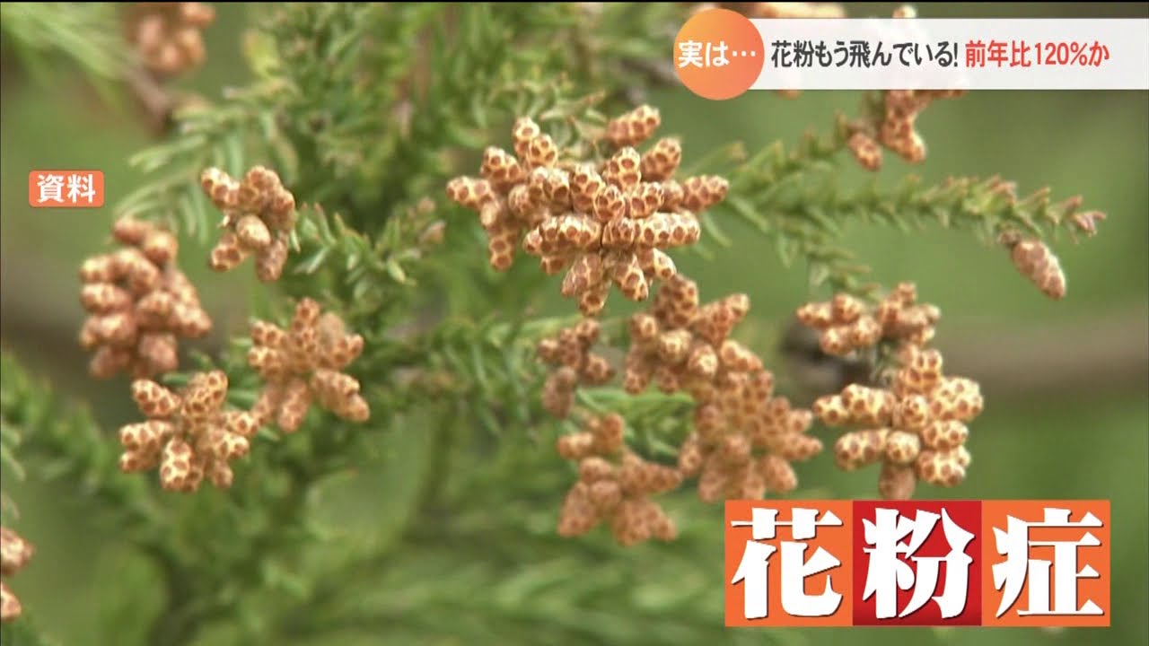 実は 花粉はもう飛んでいる 飛散量は前年比１２０ か Youtube
