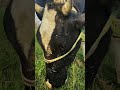 #cat #viral #desiviilagelifetstyle #farming #cow #automobile #kishan #vlog