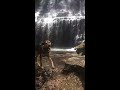 Catahoula leopard dog exploring waterfall (part 2)