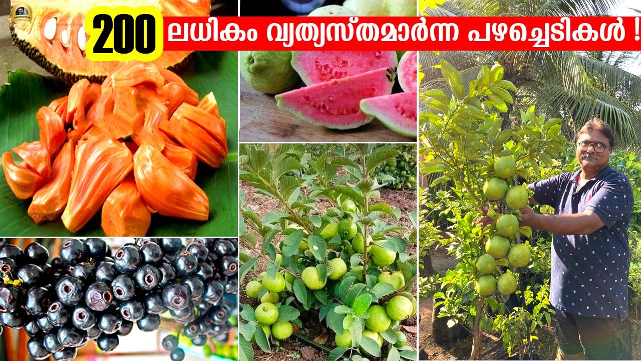 🤩 ഏതു Fruit Plants ഉം 1 കൊല്ലം കൊണ്ട്  കായ്ച്ചില്ലെങ്കിൽ പുതിയ ചെടി വീട്ടിൽ വന്ന് വെച്ച് തരും !