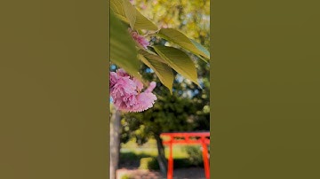 Cổng Torii - biểu tượng thiêng liêng trong văn hoá Nhật Bản!