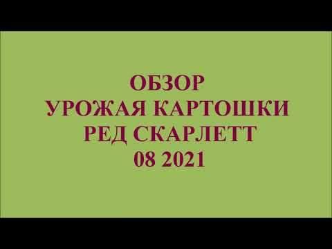 ОБЗОР УРОЖАЯ КАРТОШКИ РЕД СКАРЛЕТТ 08 2021